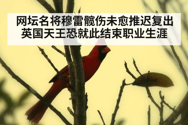 网坛名将穆雷髋伤未愈推迟复出 英国天王恐就此结束职业生涯